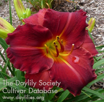 Daylily Illini Noel